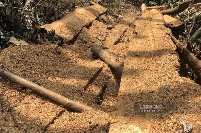 Hàng loạt cây gỗ lớn trong rừng phòng hộ Thái Nguyên bị chặt hạ trái phép