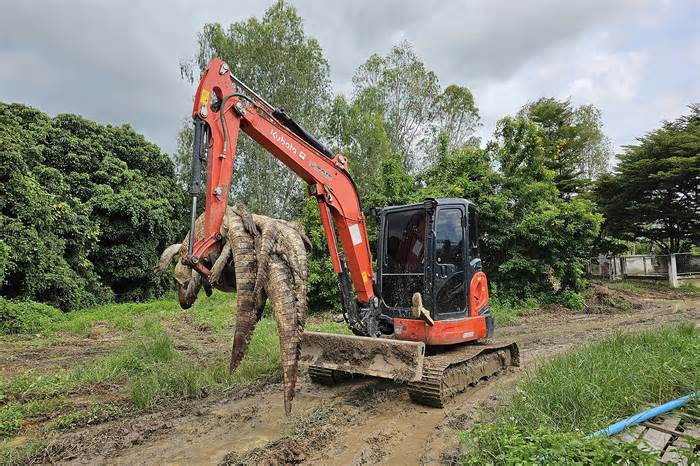 Trang trại Thái Lan tiêu hủy 125 con cá sấu vì lo sổng chuồng trong lũ