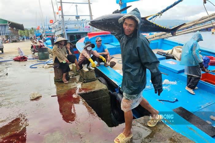 Bình Định siết quản lý, giám sát để ngăn tàu cá vi phạm khai thác IUU