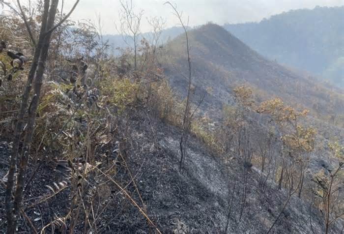 Gần 2,5ha rừng tái sinh ở Yên Bái bị lửa thiêu rụi