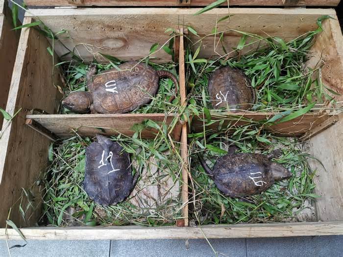 Giải cứu 59 cá thể rùa đầu to bị mua bán trái phép