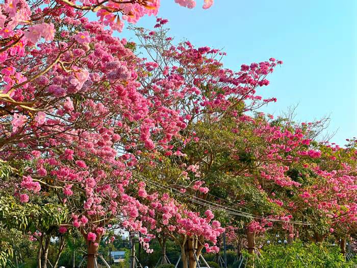 Ngẩn ngơ với con đường 282 cây hoa kèn hồng ở Sóc Trăng