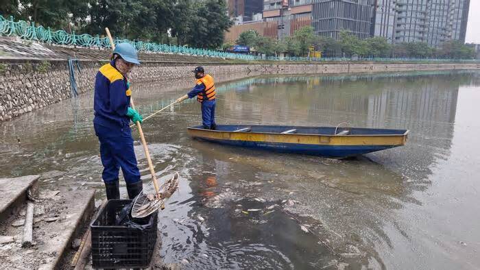 Xử lý cá chết nổi trắng ở hồ Thủy Sứ cạnh hồ Tây