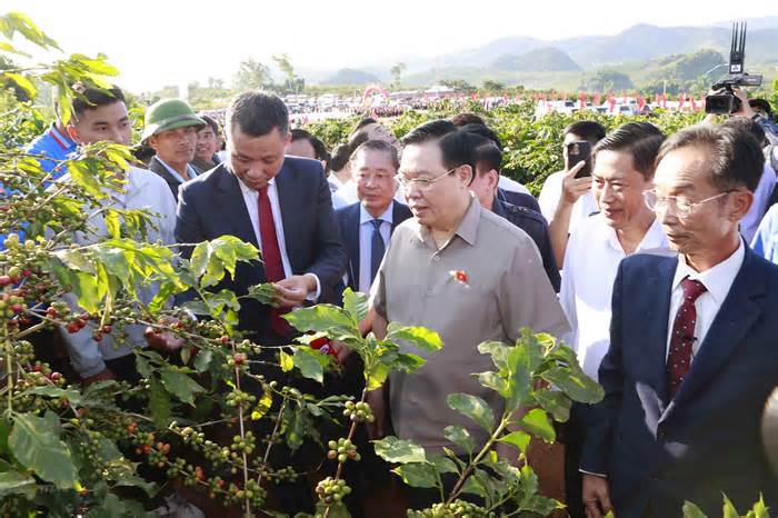 Chủ tịch Quốc hội Vương Đình Huệ thăm vùng trồng càphê ở Sơn La
