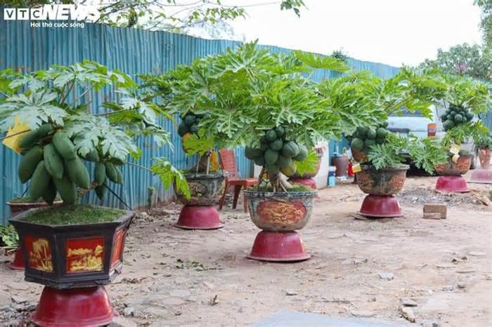 Nhà giàu Hà Nội chi hàng chục triệu đồng mua đu đủ bonsai trĩu quả chơi Tết