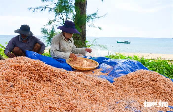 Rộn ràng mùa đánh bắt ruốc trên biển Phú Quốc