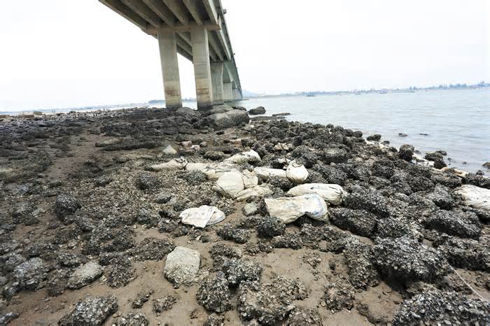 Đất đá, bê tông bị 'bỏ quên' gần 10 năm dưới chân cầu: Khó xác định nguồn gốc