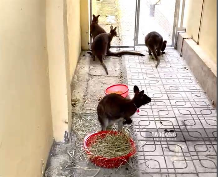 Một nửa số chuột túi xuất hiện ở Cao Bằng đã chết vì bệnh và stress