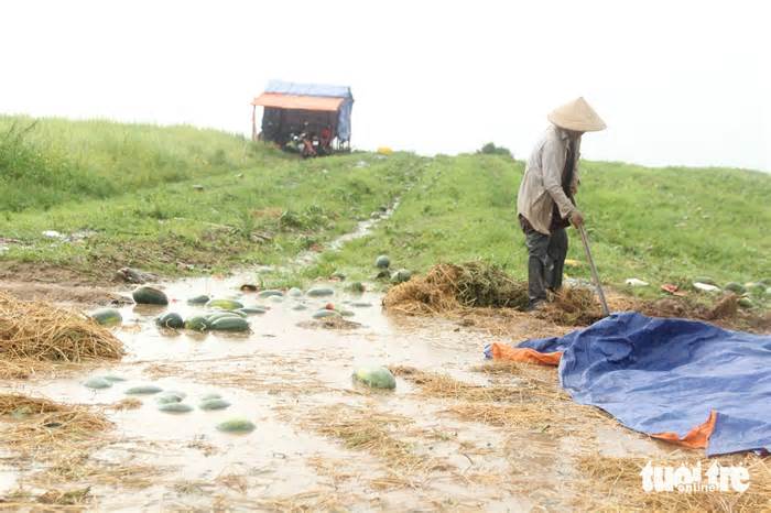 Thiệt hại tiền tỉ vì dưa hấu trái vụ