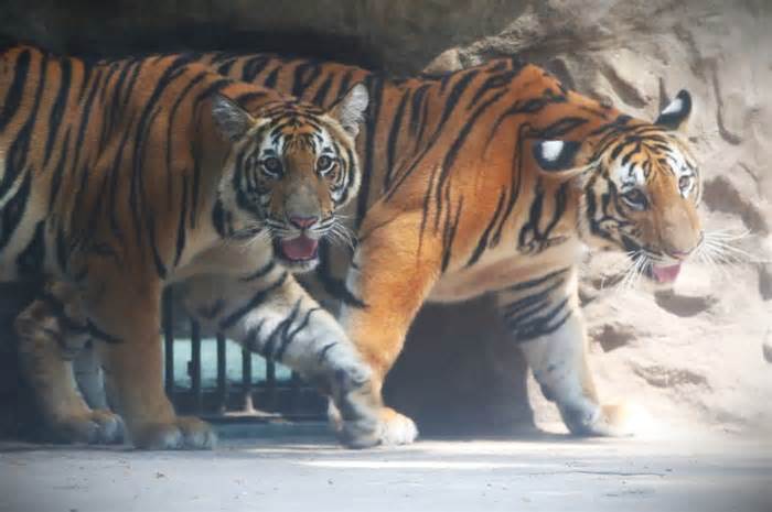 Ngắm cặp hổ Bengal Bình-Dương sau một năm chào đời ở Thảo Cầm Viên Sài Gòn