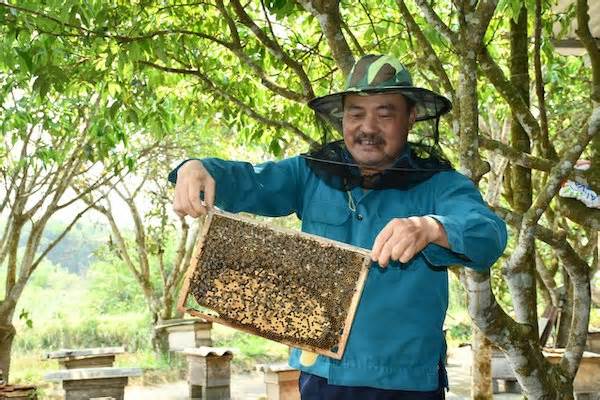 Người dân miền núi Quảng Bình thoát nghèo từ mật ong