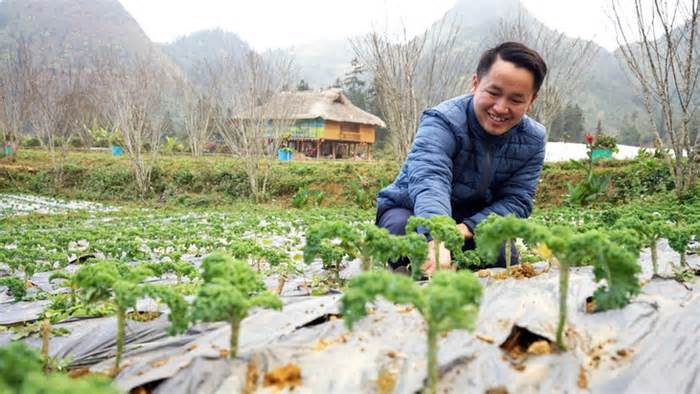 Nông trại cải Kale giữa núi đồi