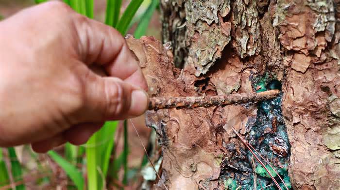 Kiểm điểm tập thể, cá nhân để nhiều cây thông ba lá bị hạ độc ở Lâm Đồng