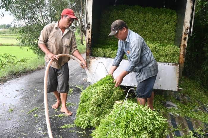 Nhờ trồng rau, nông dân có cuộc sống khấm khá