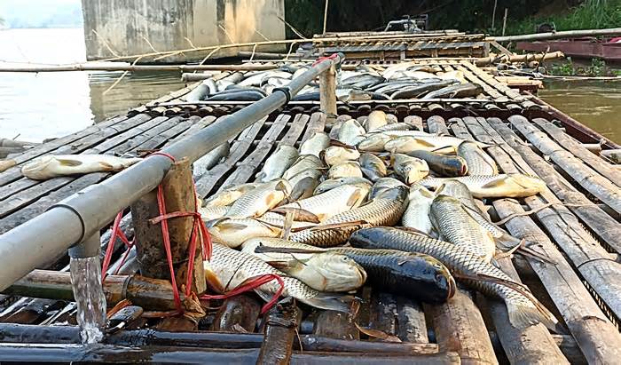 Cá chết trên sông Mã kéo dài 50 km