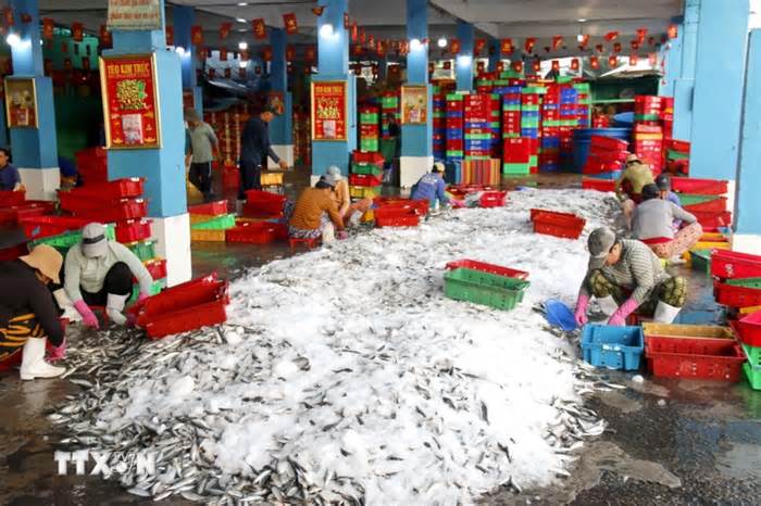 Lâm Đồng vào cao điểm vụ cá Nam, ngư dân phấn khởi vươn khơi