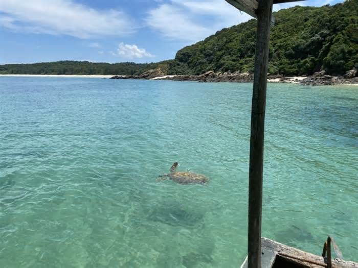 Rùa biển quý hiếm xuất hiện tại vùng biển Cô Tô