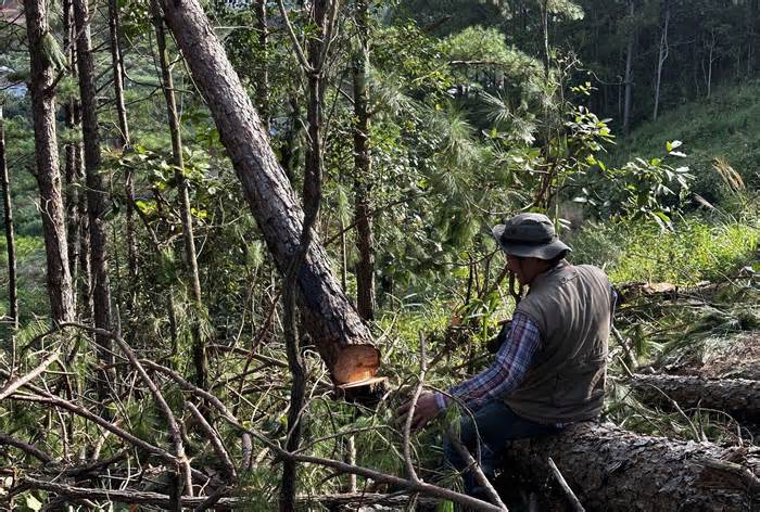 Lâm Đồng: Gần 150 cây thông hàng chục năm tuổi bị cưa hạ trái phép