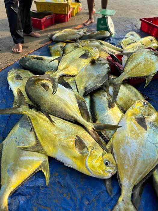 Ngư dân Hà Tĩnh 'trúng' mẻ cá vàng dương, thu về hơn 300 triệu đồng