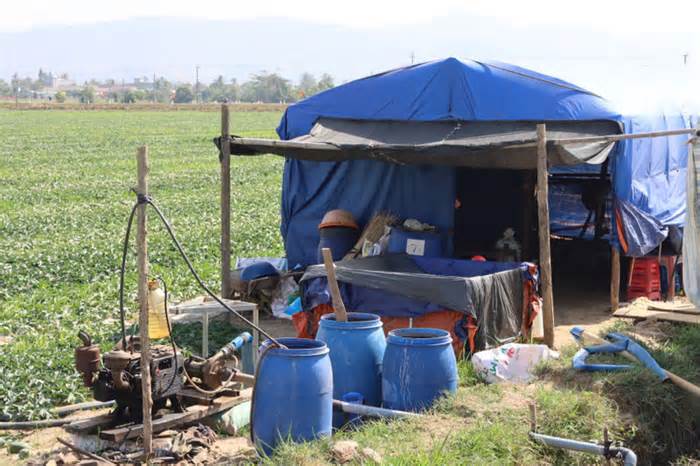 Nhiều nông dân căng lều, mắc võng đón Tết trên ruộng dưa