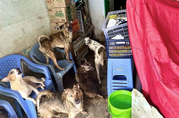 Vụ hộ dân nuôi 80 con chó: Vì sao hơn 10 tháng vẫn chưa đóng phạt?