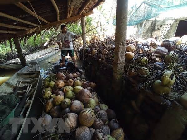 Trà Vinh: Người trồng dừa vui mừng vì giá dừa khô tăng cao
