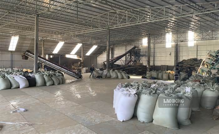 Lai Châu: Nhà máy chè 'hoạt động chui cả năm' được cấp chủ trương đầu tư