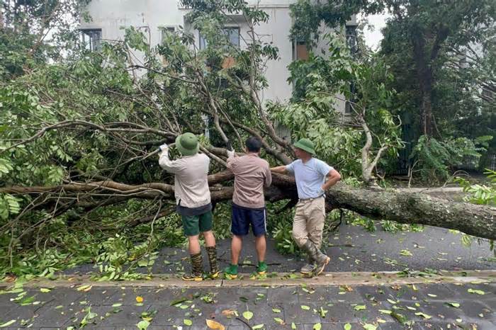 Xuân Bắc cùng hai con dọn cây đổ sau bão