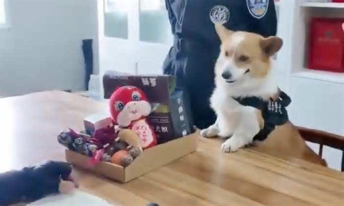 Cảnh khuyển Corgi mất thưởng Tết vì ngủ gật