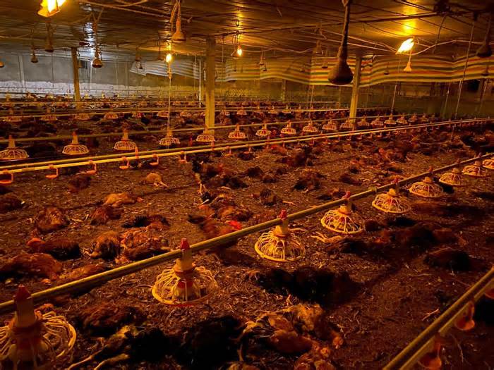 Chập điện trong đêm, gần 10.000 con gà chết