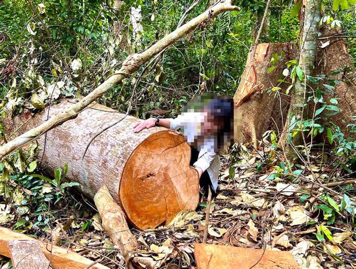 Gia Lai: Vào rừng Kbang, tận thấy gỗ khủng bị đốn hạ, đốt cháy
