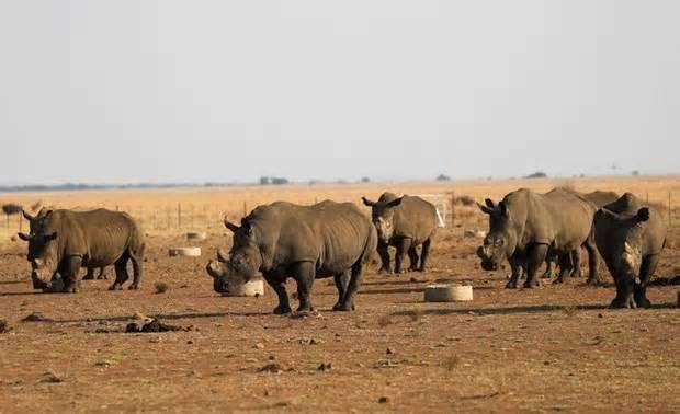 Đấu giá trang trại bảo tồn tê giác lớn nhất thế giới thất bại