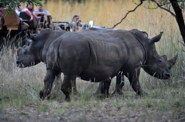 Gần 500 con tê giác bị săn trộm trên khắp Nam Phi trong năm 2023