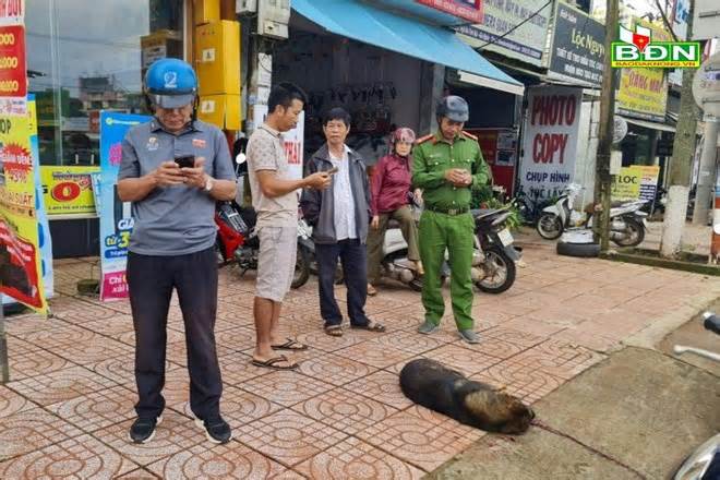 Khi chó dữ xông vào tận cổng trường để cắn người