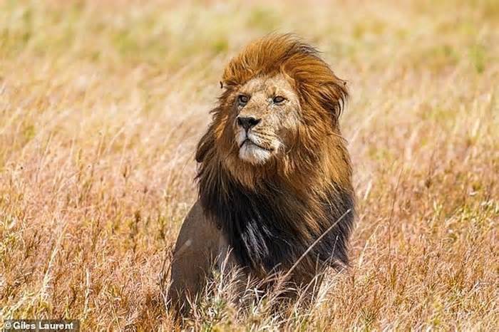 Cho sư tử ăn, một nhân viên vườn thú thiệt mạng
