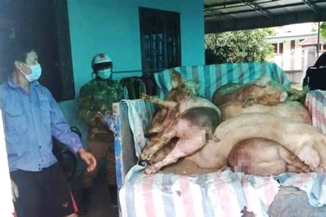 Dịch bệnh gia súc phức tạp, Ủy ban tỉnh Hà Tĩnh chỉ đạo phòng, chống