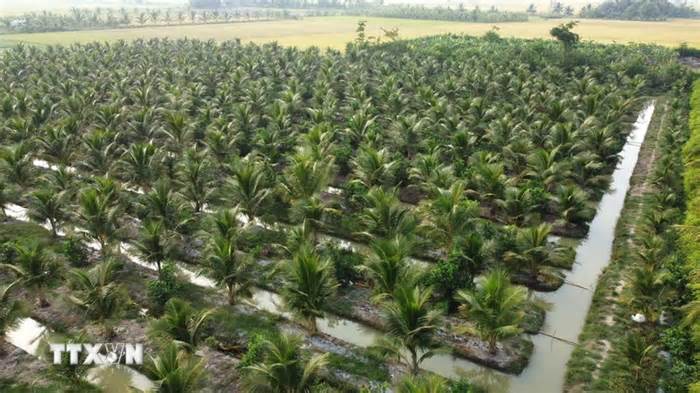 Trà Vinh: Hướng đến khai thác tiềm năng tín chỉ carbon từ cây dừa