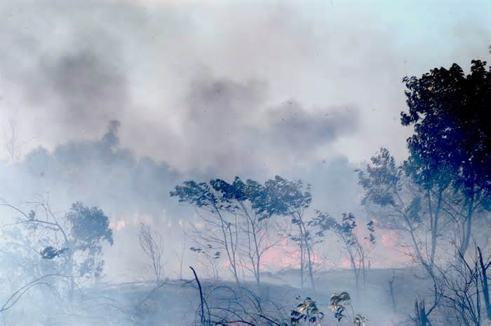Cháy lớn tại rừng ven biển ở Quảng Nam