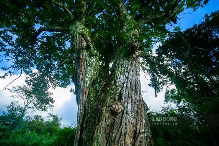 Về phủ Trùng Khánh ngắm cây dẻ hàng trăm năm tuổi