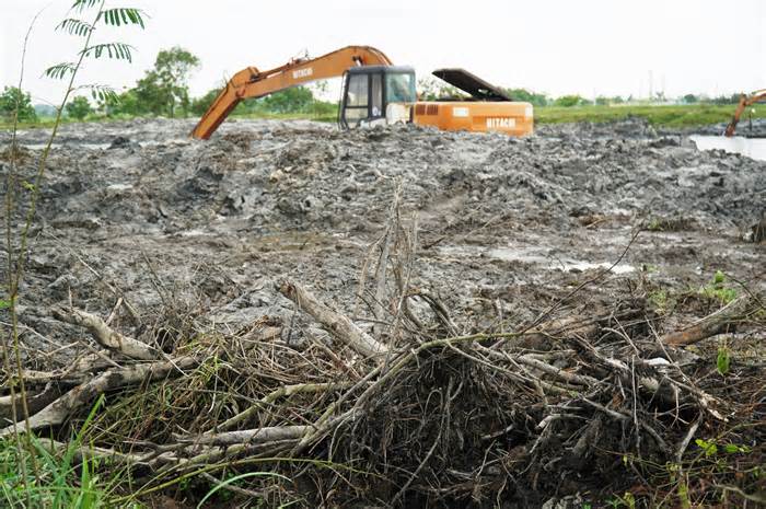 Bị buộc đền bù gần 160 triệu đồng vì phá rừng ngập mặn thi công dự án