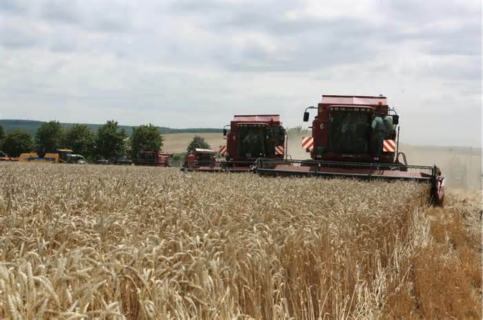 Nga nêu 7 điều kiện nối lại thỏa thuận ngũ cốc với Ukraina