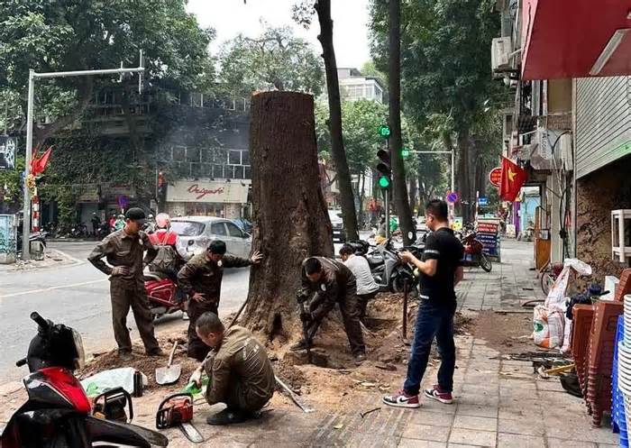 Cây sao trăm tuổi trên phố Lò Đúc, Hà Nội bất ngờ bị đốn hạ