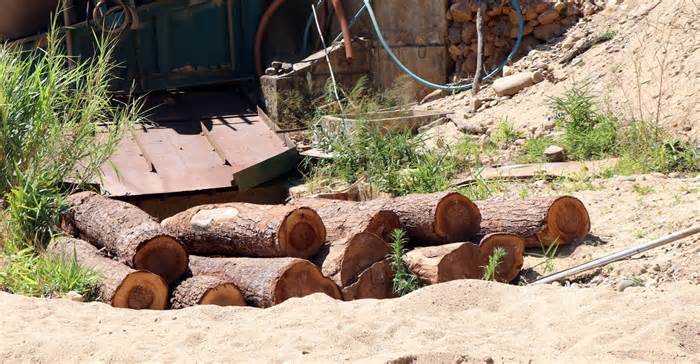 Kon Tum: Điều tra vụ hàng chục gốc cây bị cưa hạ ở xã Đăk Pxi