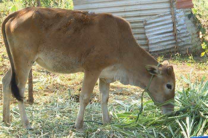 Kiểm điểm 8 cán bộ 'cấp bò thiếu cân' cho người nghèo