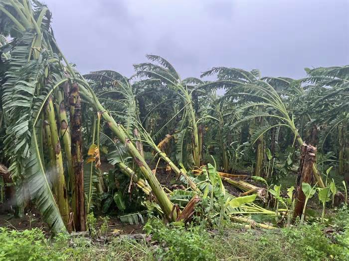 Màu xanh trở lại trên vùng bãi sông Hồng gần 2 tháng sau bão