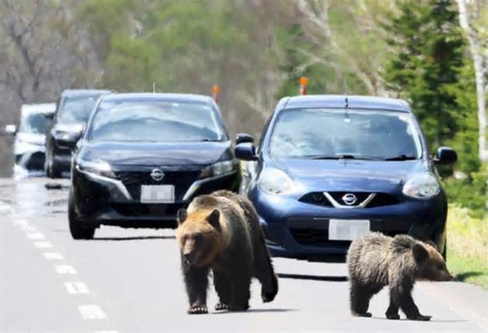 Nhật Bản: Người dân liên tiếp bị gấu tấn công, 2 người tử vong