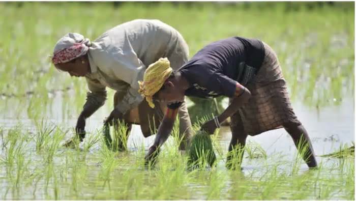 Ấn Độ cấm xuất khẩu gạo, những nước nào lo lắng nhất?