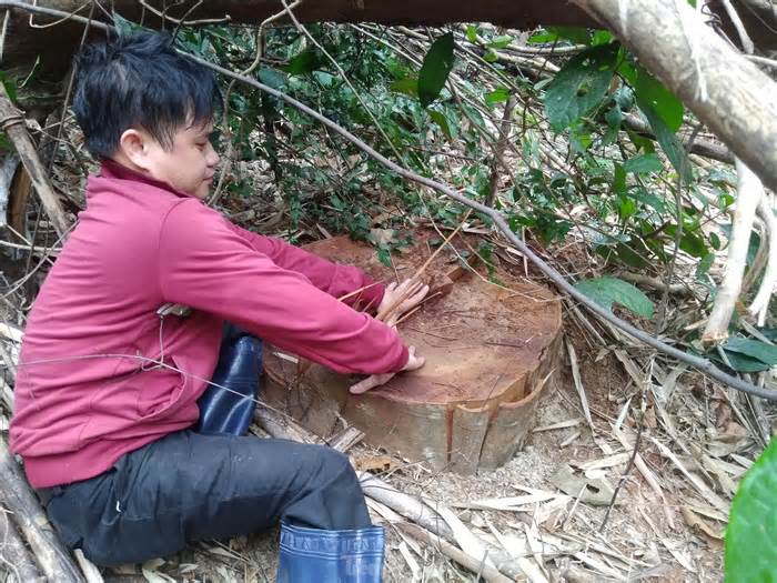 Công an điều tra vụ chặt hạ gỗ táu rừng Tây Yên Tử