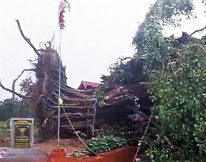 Gió to quật đổ cây bồ đề di sản 300 năm tuổi ở Hải Dương