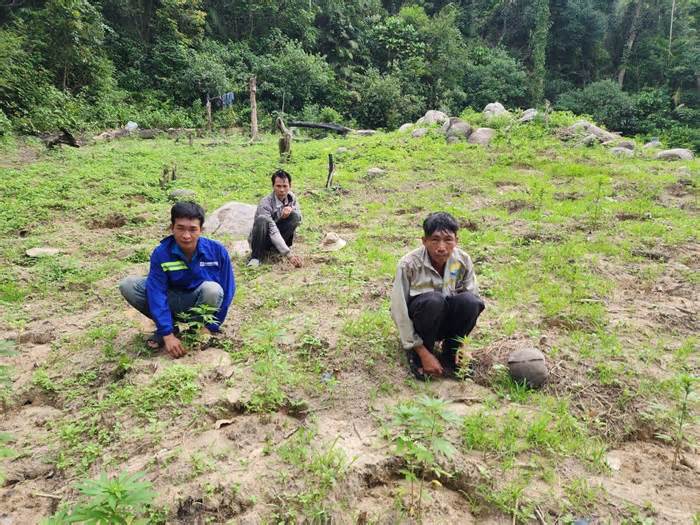 Bình Thuận: Bắt 3 đối tượng trồng 900 cây cần sa trái phép trên Núi Bể